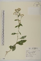 臺灣艾納香藏品圖，第1張