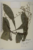 走馬胎藏品圖，第1張