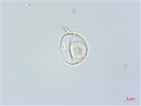 水麻藏品圖，第1張