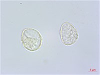 水麻藏品圖，第3張