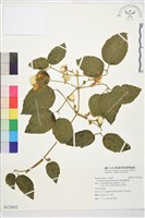 銹毛鐵線蓮藏品圖，第1張