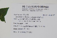 曲莖馬藍藏品圖，第2張