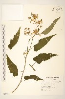 蔓黃菀藏品圖，第1張