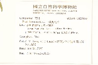 毛蓮菜藏品圖，第2張