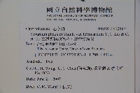 臺灣蝴蝶戲珠花、臺灣蝴蝶花藏品圖，第2張