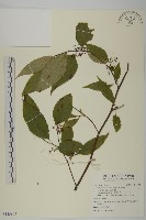 佩羅特木藏品圖，第1張