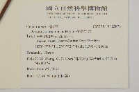 佩羅特木藏品圖，第2張