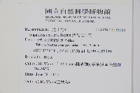 紫花鳳仙花藏品圖，第2張