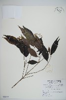 玉山糯米樹、狹葉糯米樹藏品圖，第1張