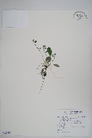 臺灣附地草藏品圖，第1張