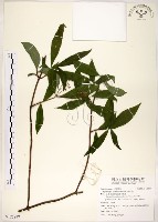 華八仙藏品圖，第1張