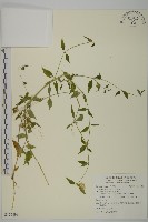 狗筋蔓藏品圖，第1張