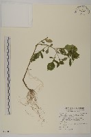 茯苓菜藏品圖，第1張