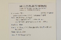 茯苓菜藏品圖，第2張