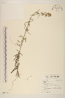 分枝鼠麴草藏品圖，第1張