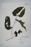 鹿谷秋海棠藏品圖，第1張