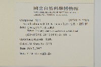 印度金鈕扣、鐵拳頭藏品圖，第2張