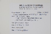 平伏莖白花菜、成功白花菜藏品圖，第2張