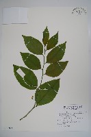 毛瓣蝴蝶木藏品圖，第1張