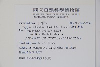 毛瓣蝴蝶木藏品圖，第2張