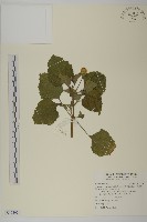 排香草藏品圖，第1張