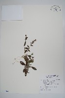 盾果草藏品圖，第1張