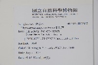 盾果草藏品圖，第2張