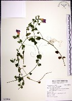 倒地蜈蚣藏品圖，第1張