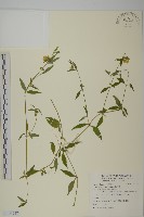 狗筋蔓藏品圖，第1張