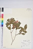 登錄號:S125951藏品圖，第1張