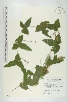 茅瓜藏品圖，第1張