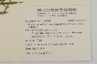 長萼瞿麥藏品圖，第2張