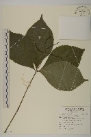 臺灣及己藏品圖，第1張