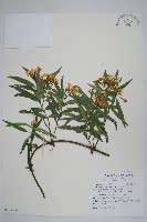 山橙藏品圖，第1張