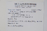 長花厚殼樹藏品圖，第2張