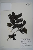 松田氏冬青藏品圖，第1張