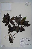 松田氏冬青藏品圖，第1張