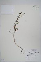 盾果草藏品圖，第1張