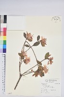 登錄號:S125987藏品圖，第1張