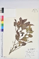 細葉饅頭果藏品圖，第1張