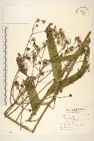 苦苣菜藏品圖，第1張