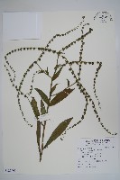 琉璃草藏品圖，第1張