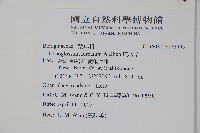 琉璃草藏品圖，第2張