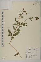 登錄號:S125997藏品圖，第1張