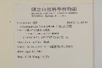 南方山芫荽藏品圖，第2張