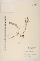 鼠麴舅藏品圖，第1張