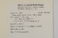 南方山芫荽藏品圖，第2張