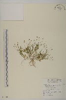 南方山芫荽藏品圖，第1張