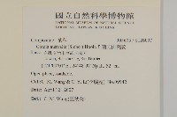 南方山芫荽藏品圖，第2張