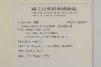 南方山芫荽藏品圖，第2張